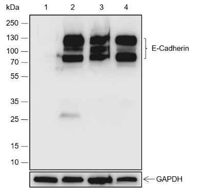 Anti-Human/Rat/Mouse E-Cadherin Antibody [A409] - ABMIUM