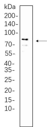 Anti-Human/Mouse/Rat DDX4 Antibody [B1060]