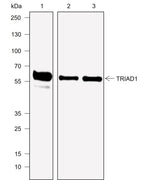 Anti-Human TRIAD1 Antibody [A763] - ABMIUM