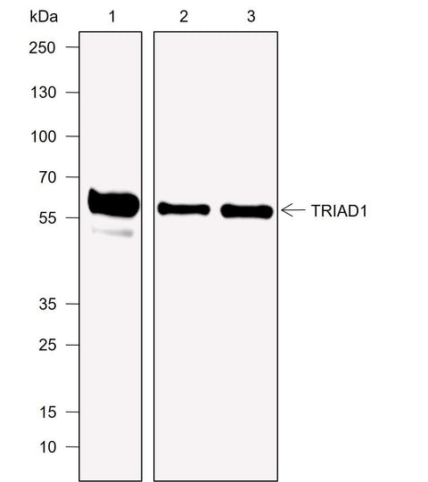 Anti-Human TRIAD1 Antibody [A763] - ABMIUM