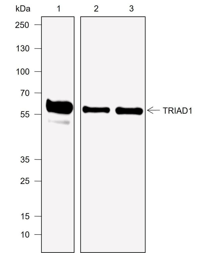 Anti-Human TRIAD1 Antibody [A763] - ABMIUM