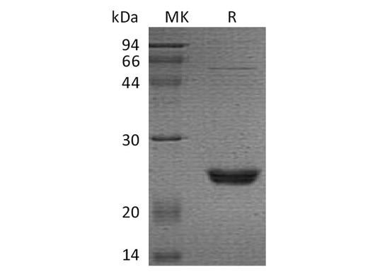 Recombinant Human UBE2M/UBC12 Protein - ABMIUM