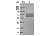 > 85 % as determined by reducing SDS-PAGE.