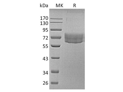 > 85 % as determined by reducing SDS-PAGE.