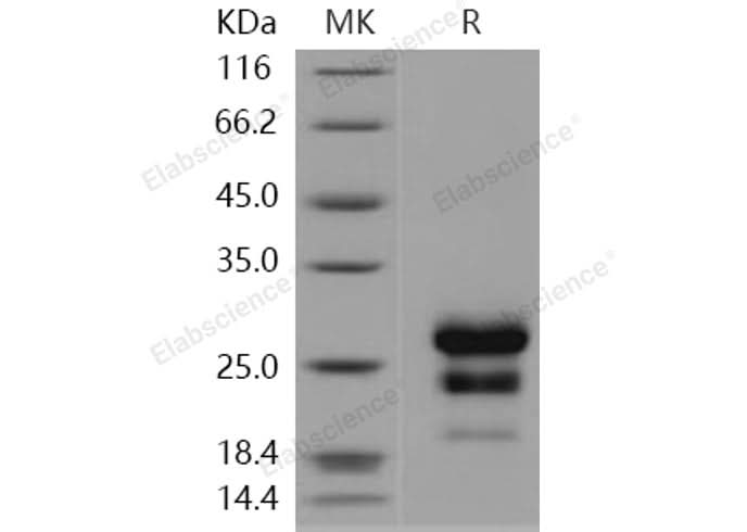 > 92 % as determined by reducing SDS-PAGE.