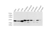 Western Blot analysis of various samples using NTS Polyclonal Antibody at dilution of 1:1000.