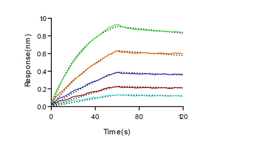 Loaded Monoclonal anti-human CLL-1 Antibody, human IgG1 on ProA Biosensor, can bind Recombinant Human CLL-1/CLEC12A Protein, His Tag (Cat: PKSH030977) with an affinity constant of 9.15 nM as determined in BLI assay (Sartorius Octet RED384) .