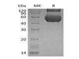 > 85 % as determined by reducing SDS-PAGE.