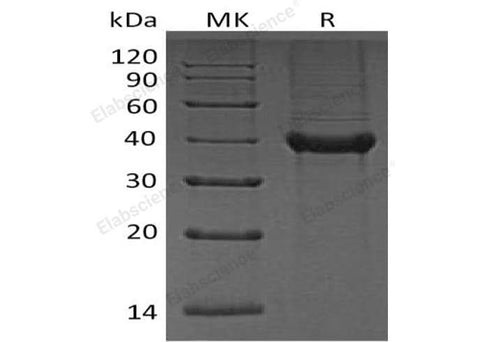 > 95 % as determined by reducing SDS-PAGE.