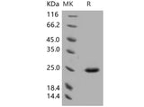> 95 % as determined by reducing SDS-PAGE.