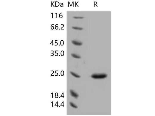 > 95 % as determined by reducing SDS-PAGE.