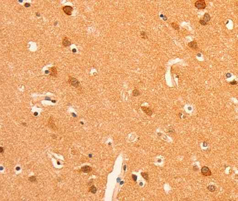 Anti-Human/Mouse/Rat GRM3 Antibody
