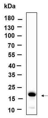 Anti-Human/Mouse/Rat Histone H3 Antibody [B919]