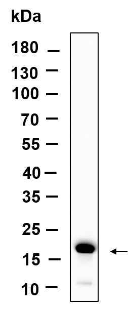 Anti-Human/Mouse/Rat Histone H3 Antibody [B919]