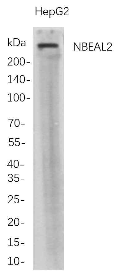 Anti-Human NBEAL2 Antibody [B722] - ABMIUM