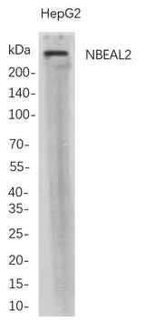 Anti-Human NBEAL2 Antibody [B722]