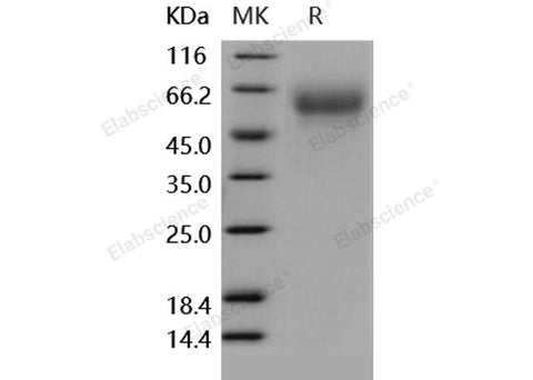 > 97 % as determined by reducing SDS-PAGE.