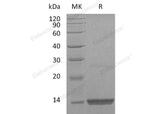 > 98 % as determined by reducing SDS-PAGE.