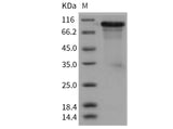 > 88 % as determined by reducing SDS-PAGE.