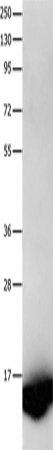 Anti-Human/Mouse/Rat FABP7 Antibody - ABMIUM