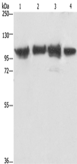 Anti-Human/Mouse/Rat ACTN4 Antibody - ABMIUM