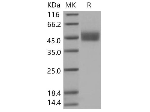 > 98 % as determined by reducing SDS-PAGE.