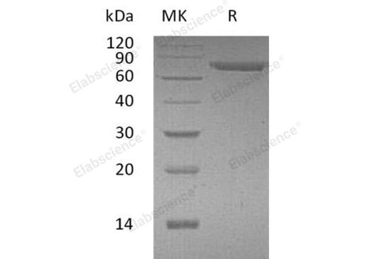 > 95 % as determined by reducing SDS-PAGE.