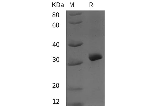 SDS-PAGE analysis of Human ABCG2 proteins, 2 μg/lane of Recombinant Human ABCG2 proteins was resolved with SDS-PAGE under reducing conditions, showing bands at 32 kDa.
