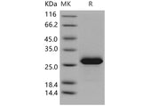 > 97 % as determined by reducing SDS-PAGE.