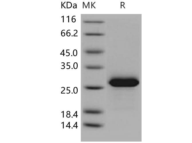 > 97 % as determined by reducing SDS-PAGE.