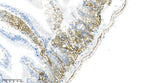 Anti-Human/Mouse/Rat CD44 Antibody [B875]