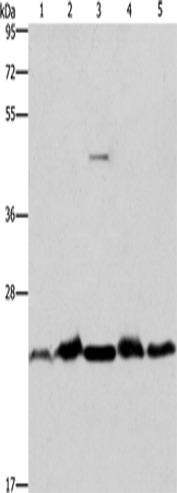 Anti-Human/Mouse THOC7 Antibody - ABMIUM
