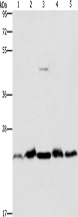 Anti-Human/Mouse THOC7 Antibody - ABMIUM