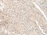 Anti-Human GANC Antibody - ABMIUM