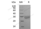 Recombinant Mouse FLT3LG/Flt3 Ligand Protein (His Tag) - ABMIUM