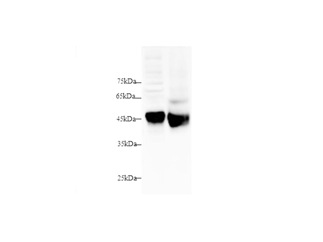 Anti-Mouse/Rat SFTPD/SP-D Antibody - ABMIUM