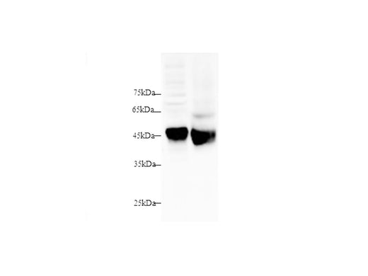 Anti-Mouse/Rat SFTPD/SP-D Antibody - ABMIUM
