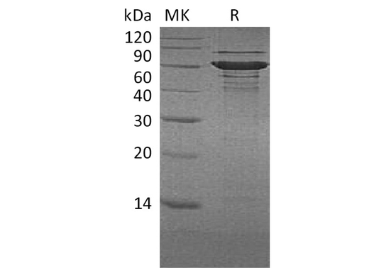 > 90 % as determined by reducing SDS-PAGE.