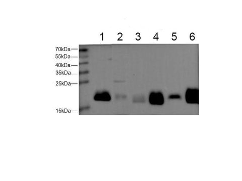 Western blot with anti-Ferritin Heavy Polyclonal antibody at dilution of 1:500. lane 1: Hela whole cell lysate, lane 2:Mouse liver tissue, lane 3:Mouse spleen tissue, lane 4:Rat liver tissue, lane 5:Rat brain tissue, lane 6:Rat spleen tissue.