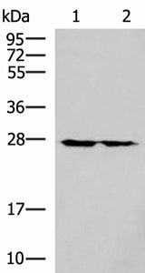 Western blot analysis of 293T cell lysates using MRPL16 Polyclonal Antibody at dilution of 1:800
