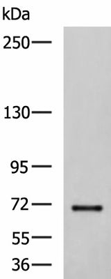 Western blot analysis of NIH/3T3 cell lysate using PREPL Polyclonal Antibody at dilution of 1:850
