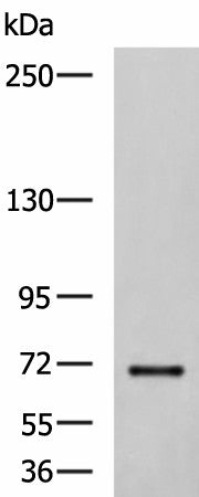 Western blot analysis of NIH/3T3 cell lysate using PREPL Polyclonal Antibody at dilution of 1:850