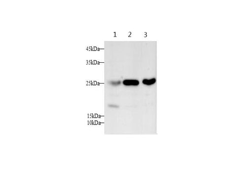 Western blot with SNP23 Polyclonal antibody at dilution of 1:1000.lane 1:Hep G2 whole cell lysate,lane 2:293 whole cell lysate,lane 3:Jurkat whole cell lysate