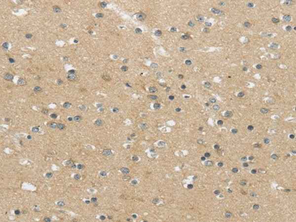 Anti-Human/Mouse MPP6 Antibody