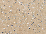 Anti-Human/Mouse MPP6 Antibody - ABMIUM