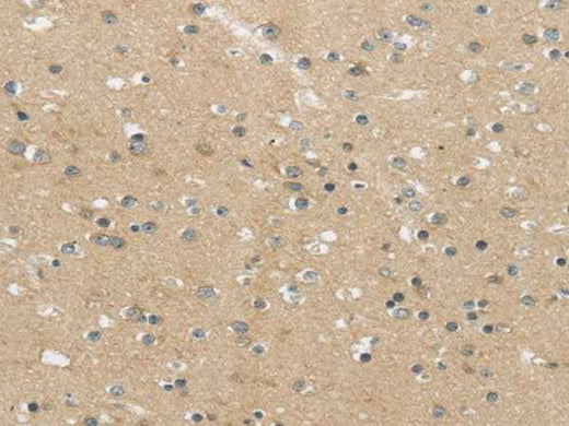 Anti-Human/Mouse MPP6 Antibody