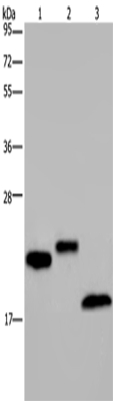 Anti-Human/Mouse EPPIN Antibody - ABMIUM