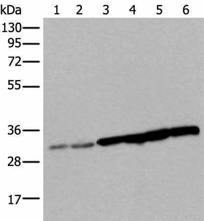 Western blot analysis of 293T cell Hela cell HEPG2 cell and A549 cell lysates using SNRPA Polyclonal Antibody at dilution of 1:250