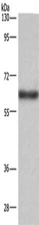 Anti-Human/Mouse SIGLEC5 Antibody - ABMIUM
