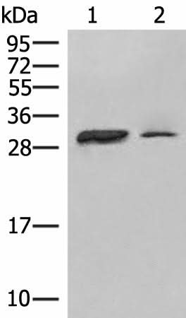 Western blot analysis of Raji cell Human spleen tissue lysates using HLA-DPA1 Polyclonal Antibody at dilution of 1:400